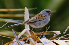 Spizella atrogularis