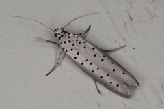 Yponomeuta fumigatus