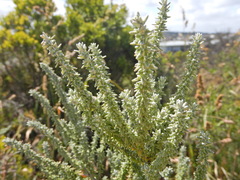 Olearia axillaris