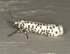 Yponomeuta strigillatus