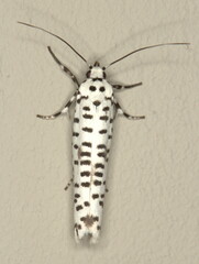 Yponomeuta strigillatus