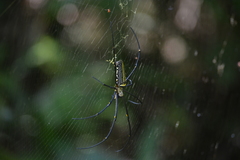 Nephila