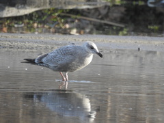 Larus glaucoides thayeri
