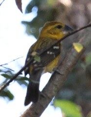 Pheucticus chrysopeplus