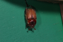 Pachypus candidae