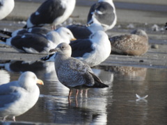Larus glaucoides thayeri