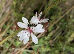 Castiarina decemmaculata