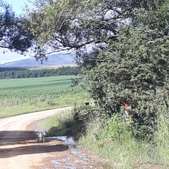 Leptailurus serval serval