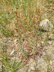 Gamochaeta calviceps