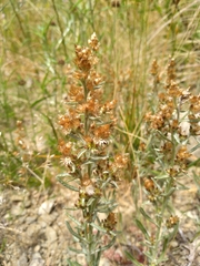 Gamochaeta calviceps