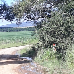 Leptailurus serval serval