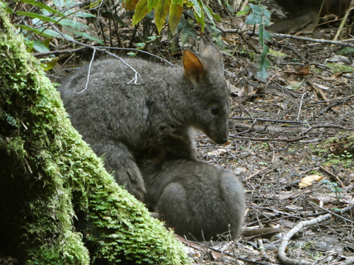 Rufous-bellied Pademelon, South Bruny TAS 7150, Australia, photo 9 of 10