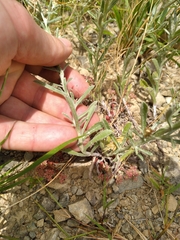 Gamochaeta calviceps