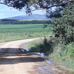 Leptailurus serval serval
