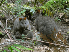 Thylogale billardierii