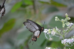 Pachliopta pandiyana