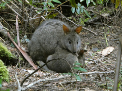 Thylogale billardierii