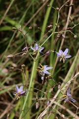 Dianella longifolia longifolia
