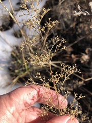 Dysphania graveolens