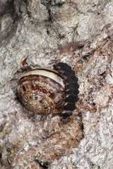 Lampyridae