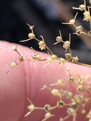 Dysphania graveolens