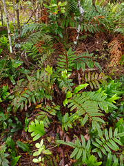 Blechnum procerum