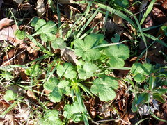 Sanicula crassicaulis