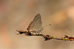 Paralucia pyrodiscus