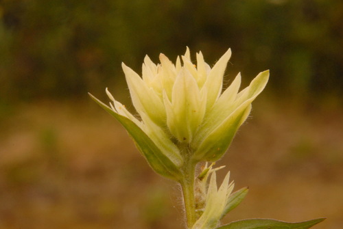 Image of Castilleja unalaschcensis by (c) Brian Finzel, some rights reserved (CC BY-SA)
