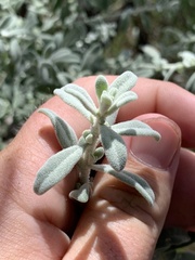 Cyphanthera albicans