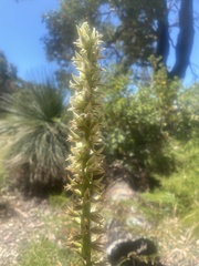 Prasophyllum brownii