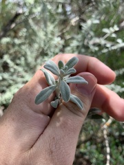 Cyphanthera albicans