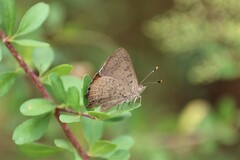 Paralucia pyrodiscus lucida