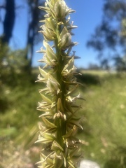 Prasophyllum brownii