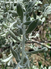 Cyphanthera albicans