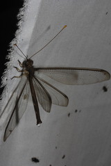 Haploglenius flavicornis