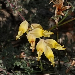 Wiborgia sericea