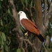 Brahminy Kite - Photo (c) Barb, some rights reserved (CC BY-NC), uploaded by Barb