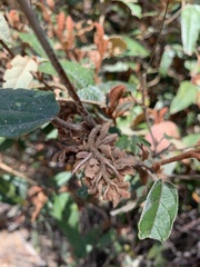 Lasiopetalum macrophyllum