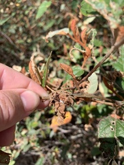 Lasiopetalum macrophyllum