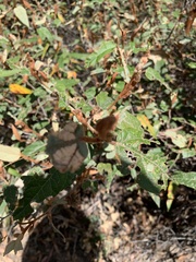 Lasiopetalum macrophyllum
