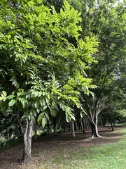 Castanospermum