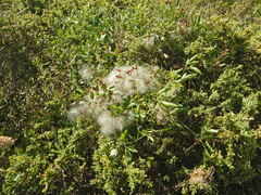 Clematis microphylla