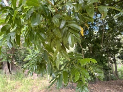 Castanospermum