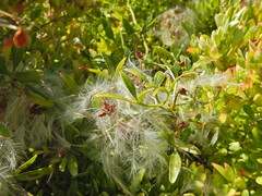Clematis microphylla