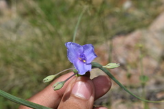 Tradescantia occidentalis