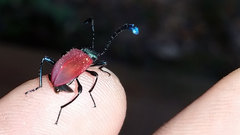 Prostenus