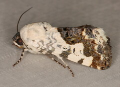 Acontia discoidea