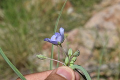Tradescantia occidentalis
