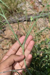 Tradescantia occidentalis